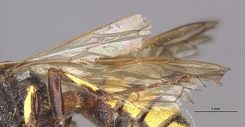 Media type: image;   Entomology 13766 Aspect: Wing front